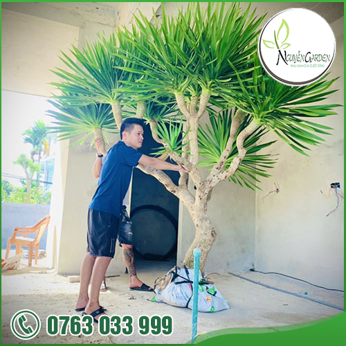 CÔNG TY TNHH TM DV NGUYỄN GARDEN